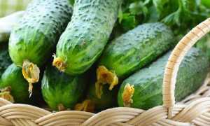 Можно ли свежие, соленые и маринованные огурцы при панкреатите?